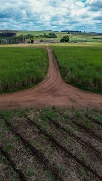 Vertical image of freshly planted and fully grown green grass fields of sug.. Stock Photos