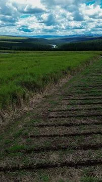 Vertical image of freshly planted and fully grown green grass fields of sug.. Stock Photos