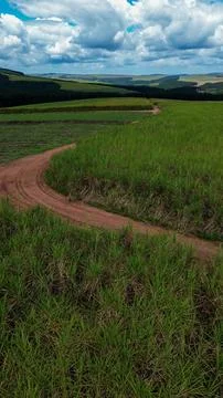 Vertical image of fully grown green grass fields of sugar cane planted in r.. Stock Photos