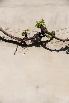 Vertical image of a grapevine branch on the background of a concrete gray wal Stock Photos