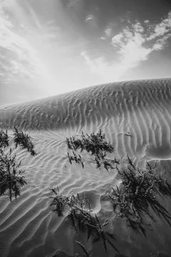 Vertical image of the grass growing in the desert of Inner Mongolia, China Stock Photos
