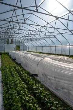 Vertical image greenhouse interior with rows of organic vegetables and open door Stock Photos