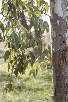 Vertical image of the leaves and trunk of a Eucalyptus tree Stock Photos
