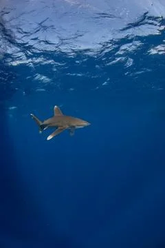 Vertical image of a longimanus Stock Photos