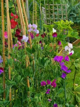 Vertical image of multi coloured sweet peas and bamboo canes Stock Photos