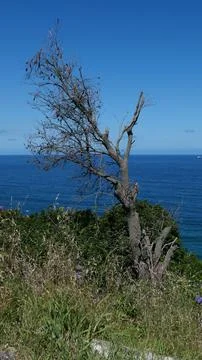 Vertical image of old bush on rough ground with sea in background Stock Photos