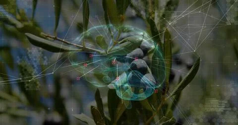 Vertical image: Olive branch moving with camera pan while holo brain mapping Stock Photos