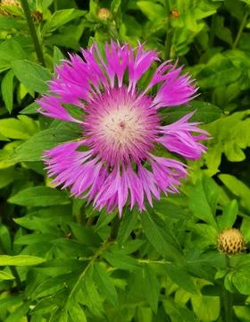Vertical image of pink thistle type daisy flower and foliage Stock Photos