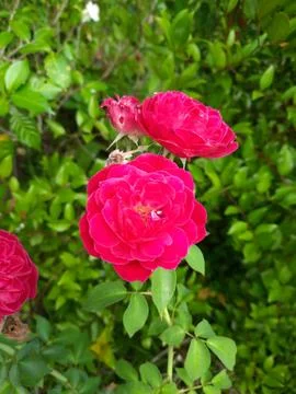 Vertical Image of Red Rose Flower with Elegant Natural Background Stock Photos