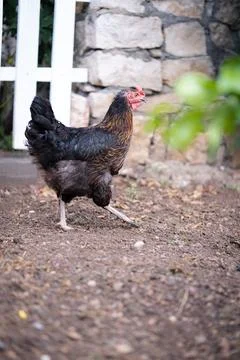 Vertical image of a rooster walking in the field. Stock Photos