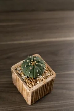 Vertical image of a round green cactus in the bottom right corner on a wooden Stock Photos