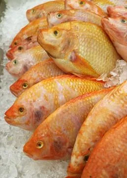 Vertical Image of Row of Fresh Raw Thai Ruby Fishes on Ice at the Market 写真素材