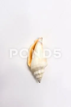 Vertical image of sea shell. Stock Photos