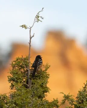 Vertical image of a Spotted Towhee singing atop a juniper tree Stock Photos