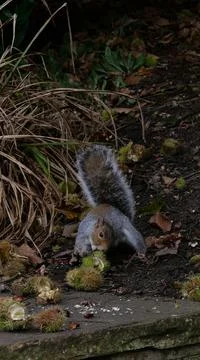 Vertical image of squirrel eating chestnut in autumn on rough ground Stock Photos