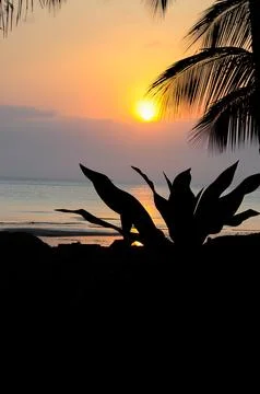 Vertical image of stunning sunset with silhouetted palm tree Costa Rica Stock Photos