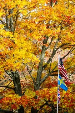 Vertical image of three flags in-front of a colorful maple tree Stock Photos