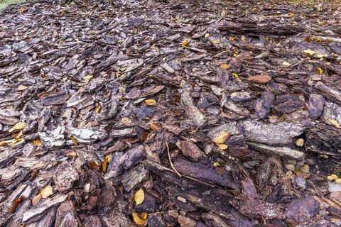 Vertical image of tree bark covered forest floor in autumn Stock Photos