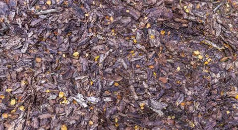 Vertical image of tree bark covered forest floor in autumn Stock Photos