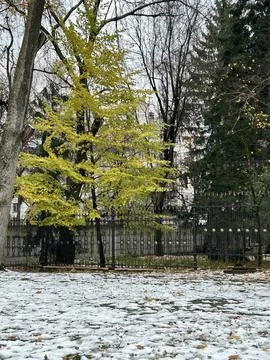 Vertical image of trees in the park in late autumn with paths covered with .. Stock Photos