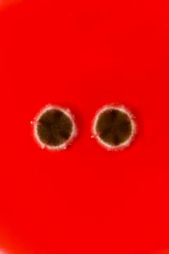 Vertical image of two round spots of brown mold. On a red background. 写真素材