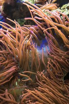 Vertical image of underwater creature bubble-tip anemone Stock Photos