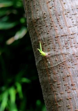 Vertical image of young leaf growing from unique pattern rough tree trunk Fotos de archivo
