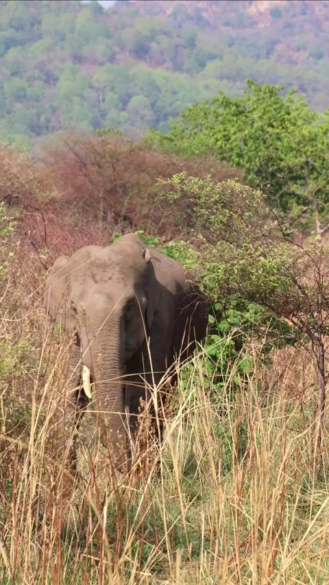 Vertical Indian elephant walking in the bushes in India Stock Footage 315527849