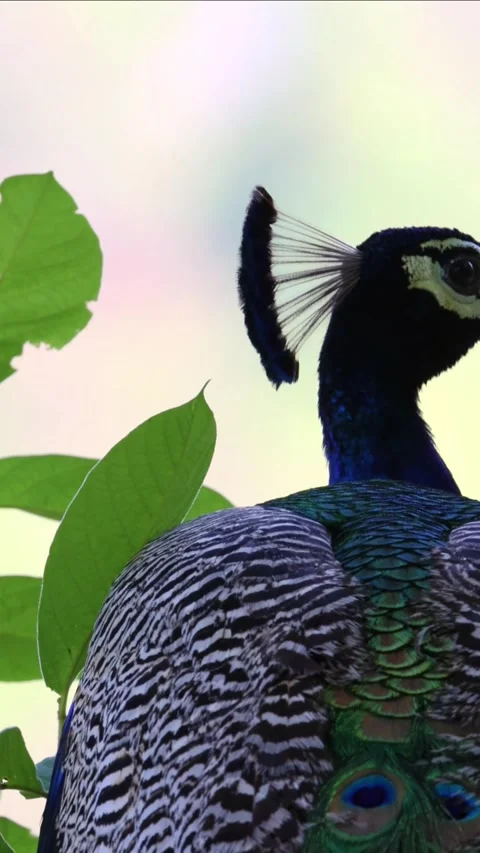 Vertical Indian peacock shaking its colorful feathers Stock Footage 315527843