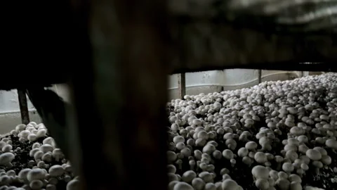 Vertical Industrial Farm: of multi-level mushroom cultivation racks, crane Stock Footage 320550698