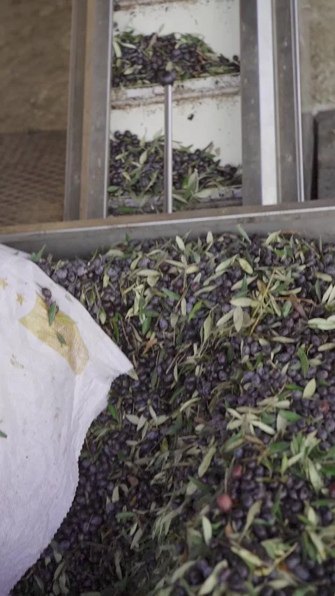 Vertical: Industrial olive oil processing line and elevator machine Stock Footage 327544711