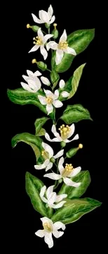 Vertical isolated line of citrus fruit tree flowers on the branches with leav Stock Illustration