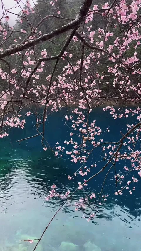 Vertical Jiuzhaigou Spring Snow on Peach Blossoms Stock Footage 332748048
