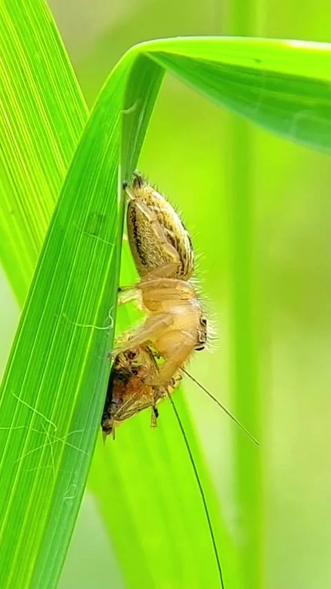 Vertical Jumping Spider (Salticidae) Eating Prey 2K Slow Motion Stock Footage 346279317