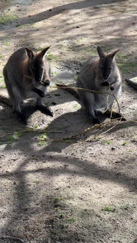 Vertical. Kangaroo couple eating tree branch Stock Footage 336981358