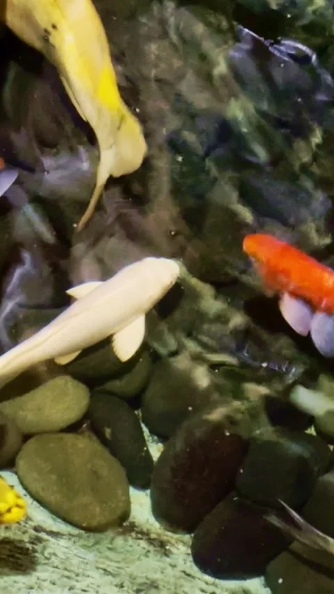 Vertical Koi Fish In Clear Pond Stock Footage 337527451