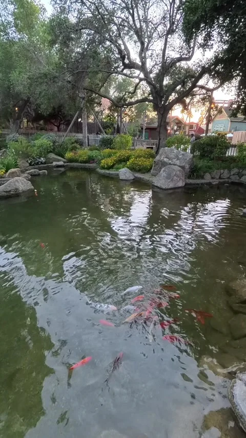 Vertical Koi Pond at Knott’s Berry Farm Stock Footage 312708640