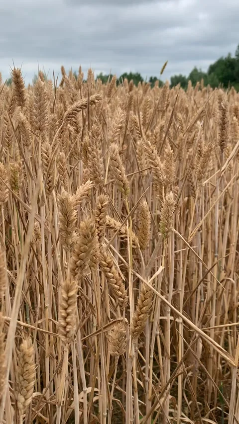 Vertical laden/ripe wheat sways in the wind 스톡 동영상 283757077