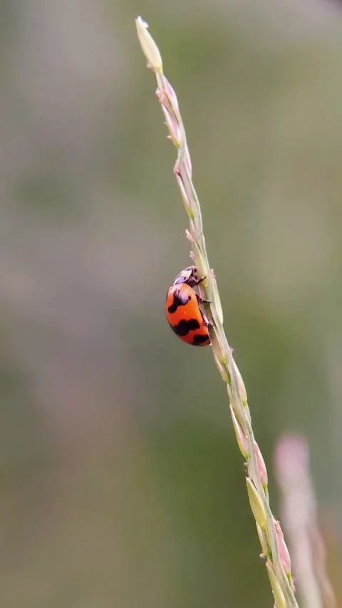 Vertical Ladybug (Coccinellidae) Climbing Grass Stem 4K Slow Motion 库存影片 346552751