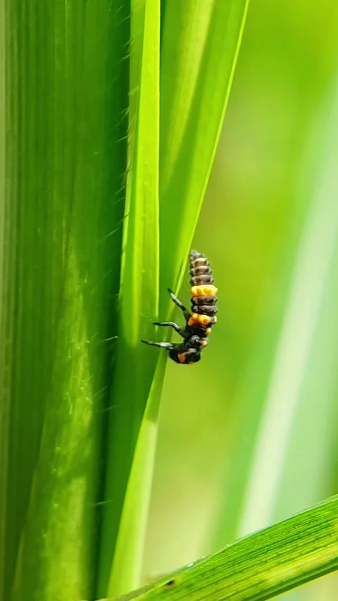 Vertical Ladybug Larva (Coccinellidae) Crawling 4K Slow Motion Stock Footage 346336160