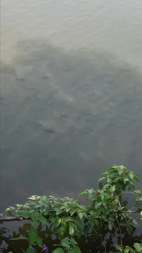 Vertical Lake Fish Swimming – 4K UHD Nature Video Stock Footage 315848201
