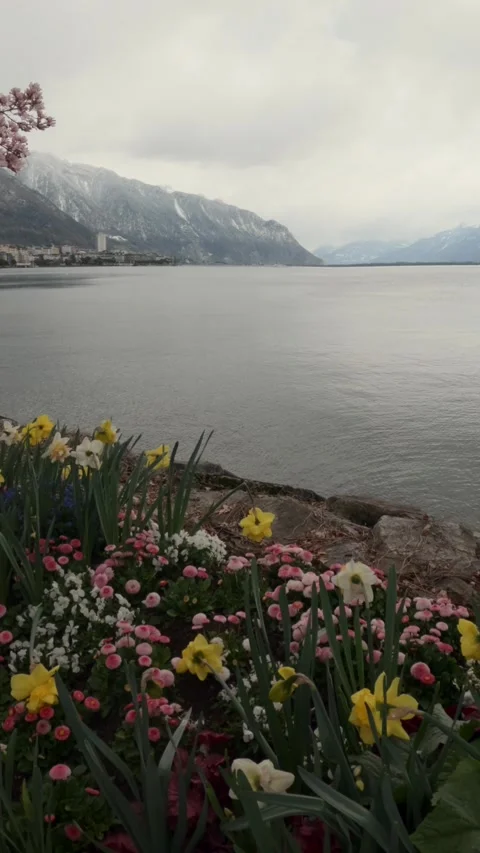 Vertical Lake Geneva with spring flowers and Alps, Montreux Switzerland 動画素材 331598103