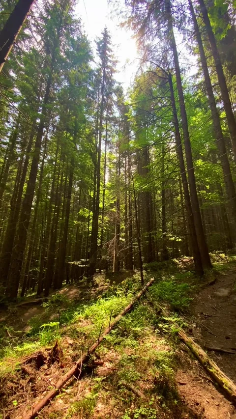 Vertical landscape coniferous forest in the mountains rays of the sun through pi Stock Footage 246590668
