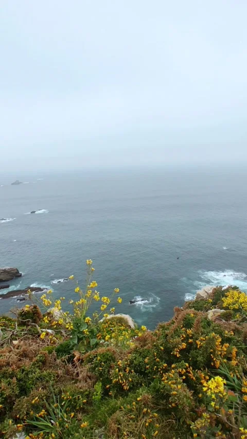 Vertical landscape of flowers in a cliffs with the Atlantic sea of background 库存影片 219474589