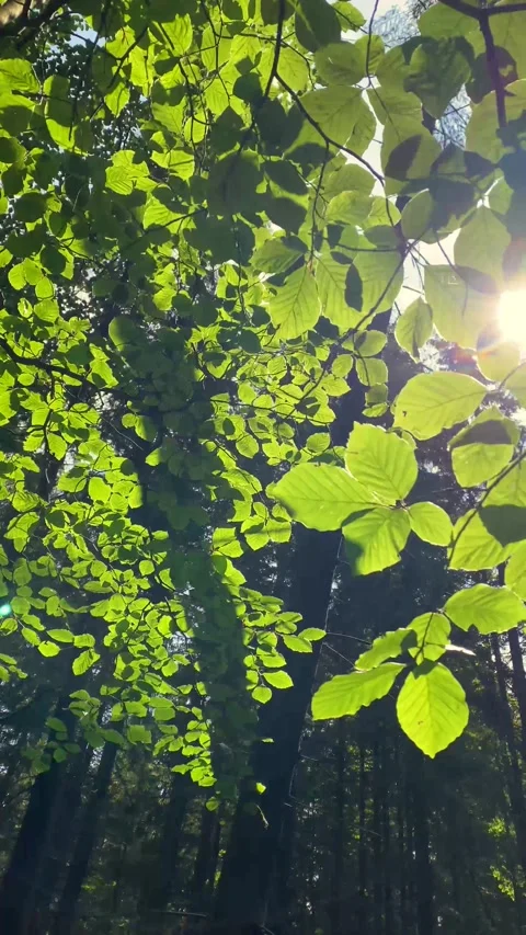 Vertical landscape in the forest, sun rays through beech leaves, blue sky, beaut Stock Footage 246590649