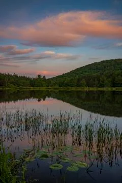 A vertical landscape image during a sunset of waterlilies Stock Photos