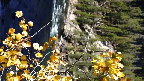 Vertical landscape of some trees and yellow leaves in the Yellowstone park. Stock Footage