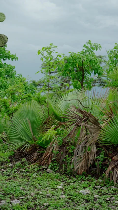 Vertical landscape video, Sabal palm and nopal cardon, Sabal mexicana Stock Footage 280632361