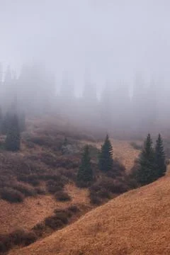 Vertical landscape with view on mountain forest covered with low clouds. Stock Photos