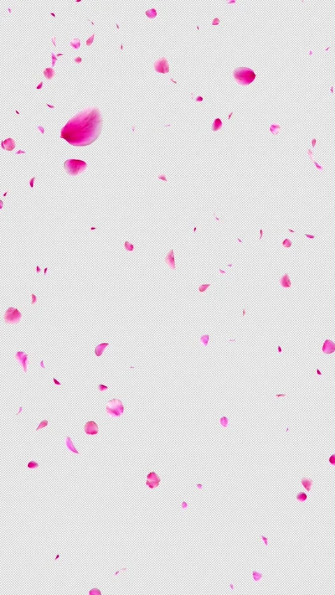 Vertical Large Pink Plum and Ume Petals Falling, Seamless Loop, Alpha Stock Footage 337991757